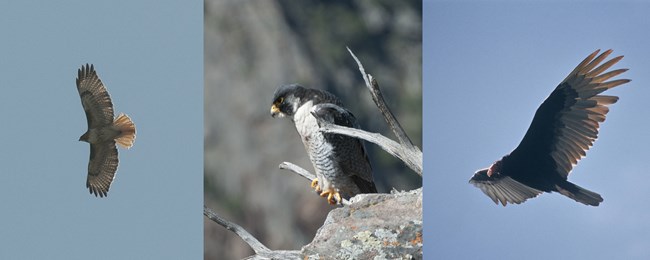 Red-tailed Hawk, Peregrine Falcon, Turkey Vulture