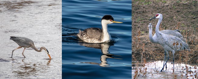 Great Blue Heron, Western Grebe, Sandhill Cranes