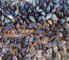 Invasive mussels