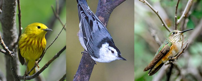 Yellow Warbler, White-breasted Nuthatch, Rufous Hummingbird