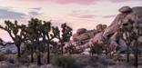 many Joshua trees grow in front of boulders and rock outcrops