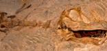 Camarasaurus skull still embedded in the quarry face