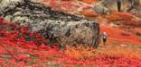 Breathtaking autumn colors in Bering Land Bridge National Preserve