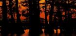 The Atchafalaya National Heritage Area America’s Foreign Country