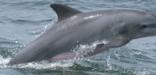 Bottlenose dolpin jumping out of the water