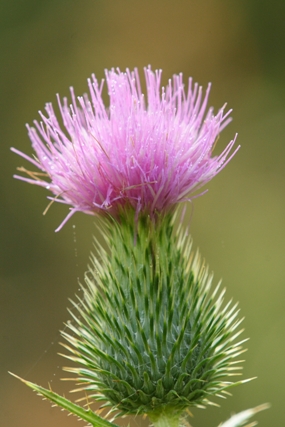 fall_thistle_blooming_Jim_Schmidt