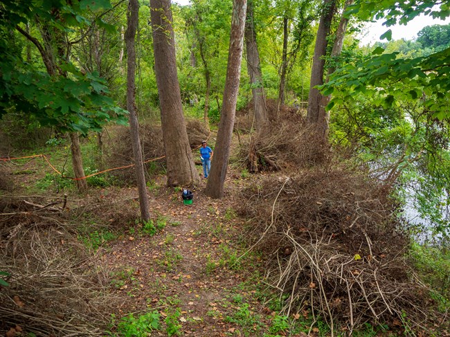 One person stands in the middle of a wooded area cleared out of invasive plants. Piles of pulled plants surround the person.