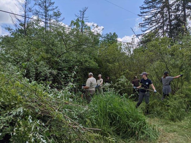 Five people work to remove large, invasive plant species in a lush, green wood.