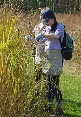 Seed Collection Volunteer collecting native seeds on a sunny day in the park.