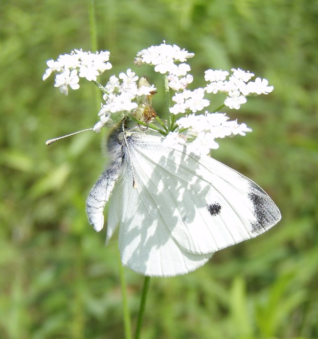 European cabbage white butterfly on white flowers with green background.
