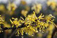American witchhazel American witchhazel