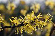 American witchhazel