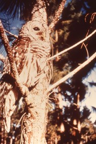 Barred owl