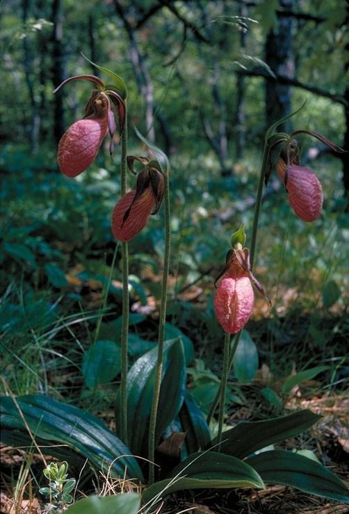 Pink Ladyslippers Four slim stems rise from wide, waxy green leaves near the forest floor; at the tip of each is a pink, oval-shaped, balloon-like blossom.