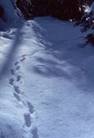 Coyote tracks in the snow