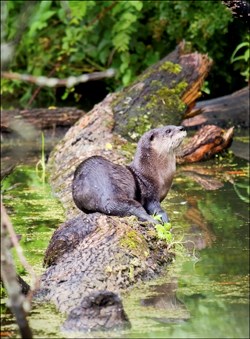 River Otter