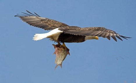 CVNP_eagle_fishing_41508_Lisa_Romaniuk