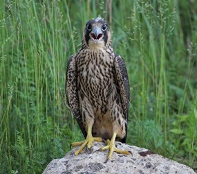 A falcon with mottled brown-and-beige breast and large, yellow feet stands on a rock and looks at the camera with its mouth wide open.