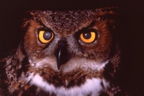 Great horned owl