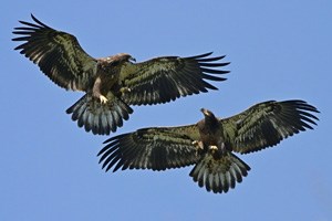 Two dark-brown eagles fly next to each other with wings spread wide.