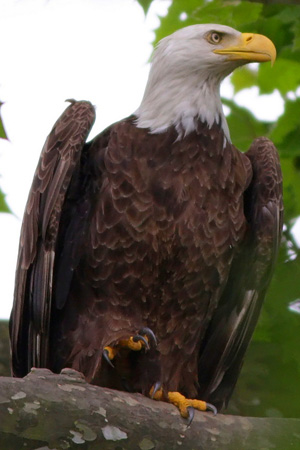 Bald Eagles in the Park - Cuyahoga Valley National Park (U.S. National