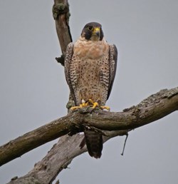 A falcon with dark head, yellow beak and speckled beige breast perches on a tree limb in front of a gray sky.