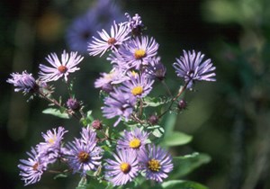 A bunch of light purple flowers with yellow in the middle of each blossom.