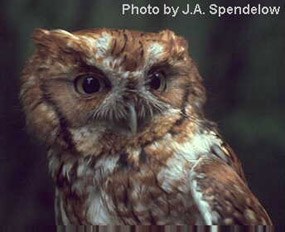 Eastern screech owl