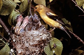 American goldfinch parent feeding its young