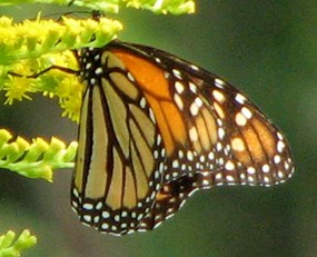 WEB_CVNP_Butterfly8_Monarch©Nancy_Piltch