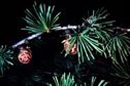 European larch needles and cones