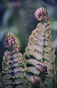 Fern across from lock 26