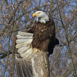 Bald Eagle atop snag tree. Bald Eagle atop snag tree.