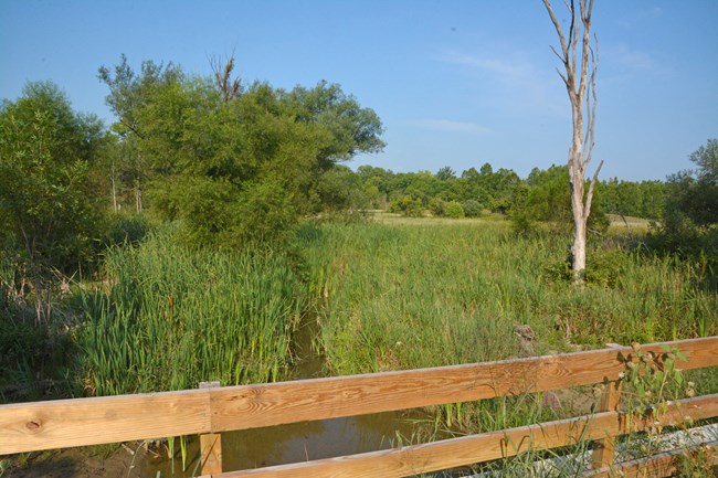 The small stream passes under the wood fence in the foreground and is quickly hidden by aquatic plants. Trees dot the open landscape and line the background.