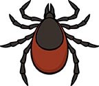 tick illustration of a tick