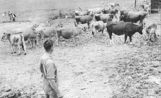 Farmer with cows.