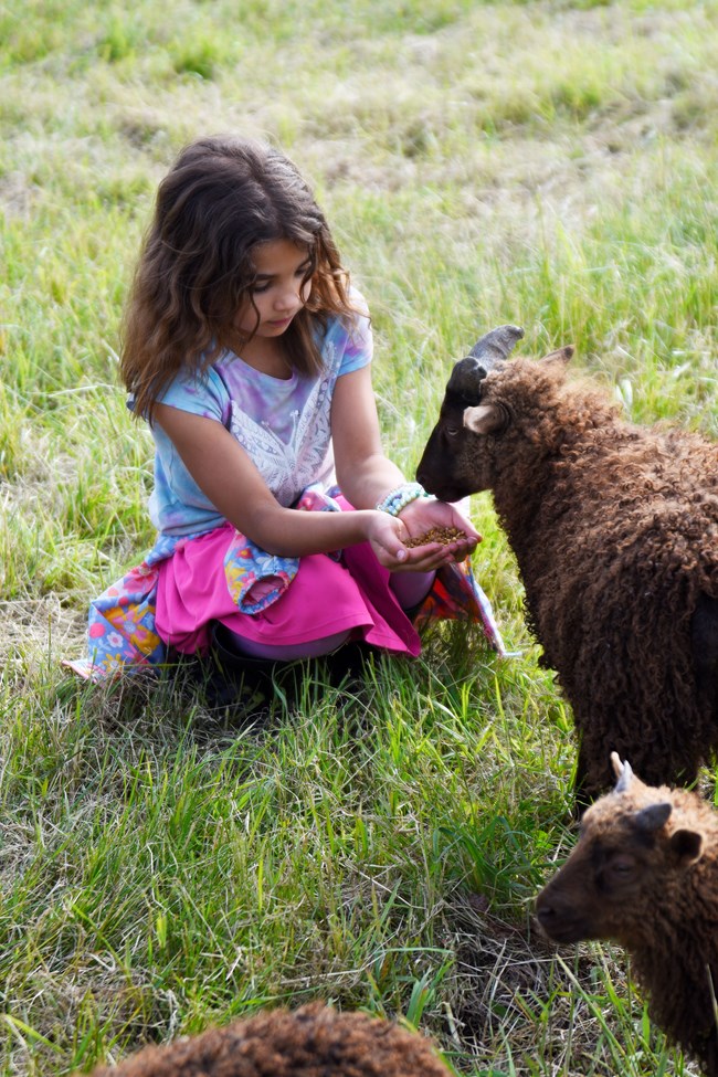 A girl in a pink skirt crouches in a field with her cupped hands held out to a young brown sheep.