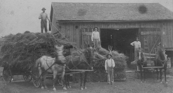 Historical photo of four farmers unloading hay from two wagons each drawn by two draft horses with a very large pile of hay and a large barn in the background. Historical photo of four farmers unloading hay from two wagons each drawn by two draft horses with a very large pile of hay and a large barn in the background.