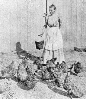 Black and white photo of a white female farmer feeding a flock of chickens. She is wearing a dress with an apron, is holding a pail, and there are approximately 15 chickens surrounding her. A barn is in the background.