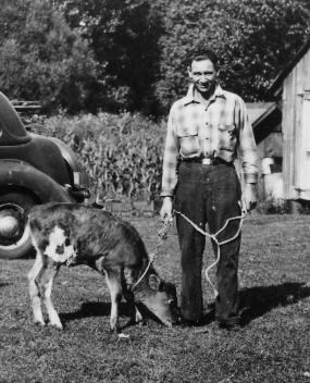 Farmer with young cow on Fiedler Farm.