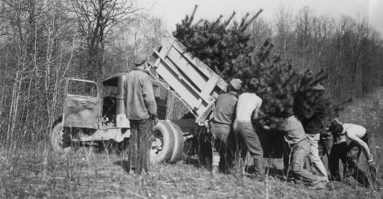 Black and white photo of a half dozen men who surround the bed of a truck; the bed is loaded with small evergreen trees, and tilts out toward a field.