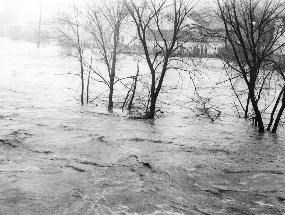 Black and white photo of the 1913 flood in Peninsula. High waters cover the ground and the bottoms of trees. Houses and buildings are in the background.
