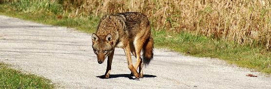 A lone Coyote on the towpath trail warily looks at the photographer.