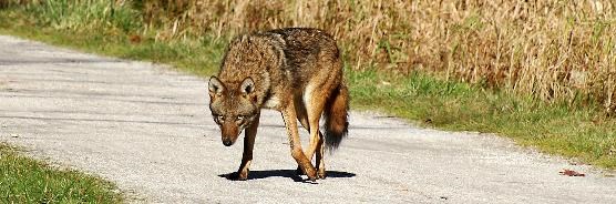 Coyote on the towpath. Coyote on the towpath.