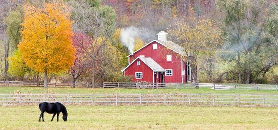 A black horse grazes in a field in front of a red barn; a bright yellow-orange tree to the left.