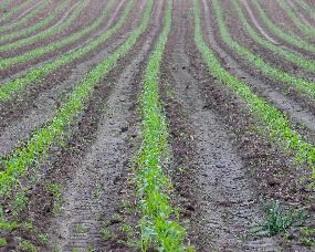 Planted corn field. Planted corn field.