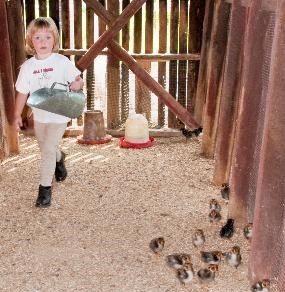 Young child feeding chickens at Spicy Lamb Farm.