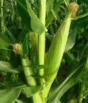 Szalay cornfield.