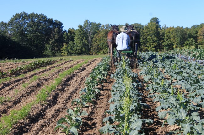 A farmer in a pale blue shirt rides behind two tall, brown horses through rows of green crops.