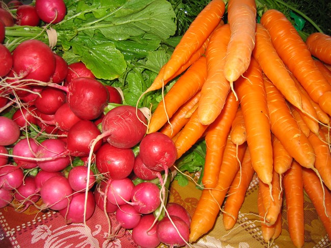 Brightly colored orange carrots and red radishes lay in bunches on a table.